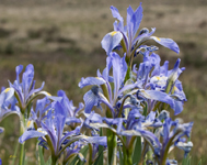Wild Iris 9406